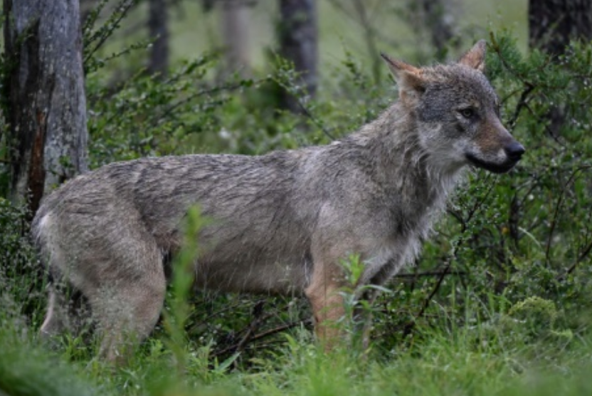 TiredEarth_FR's tweet photo. Le gouvernement autorise les tirs sur un loup attaquant un élevage non protégé

#TiredEarth #élevage
🔗https://t.co/BfiktaWWJI https://t.co/MEvKdKukhy