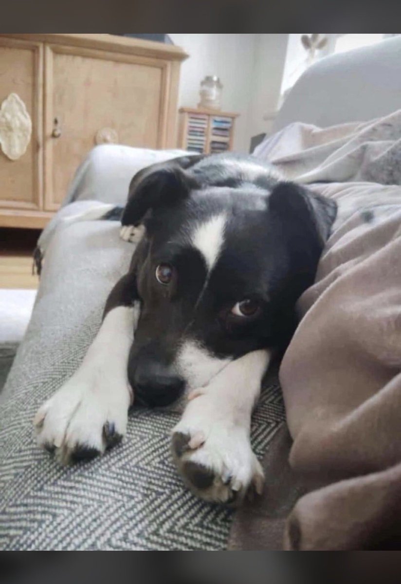 Vielleicht findet sich ja hier jemand, der ihr das Tierheim ersparen kann und den alten Leutchen eine Last von der Seele nimmt. Leider eilt es und ich habe keine weiteren Infos. Teilen erwünscht
#Twitterrudel