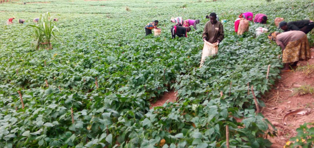 KWIZERA63044115's tweet image. At Kungahara Agribusiness Group, we work hand in hand with community members, creating green jobs and strengthening livelihoods.#KAG #CommunityEngagement
@AnthonyEgeru @AnthonyEmaru @DukoreMethode1 @FarmDem