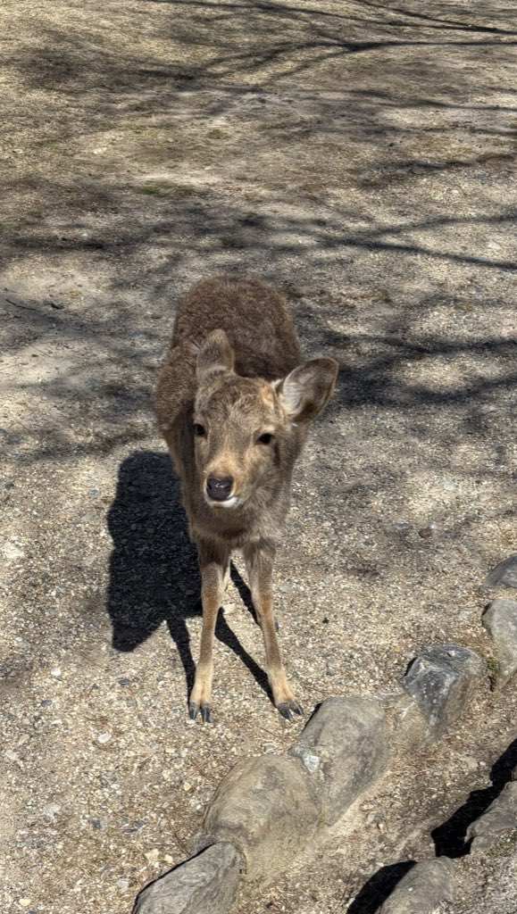 koooooooouse's tweet photo. #奈良公園 
シカたくさんいた🦌 https://t.co/k6DI7RQ6GN