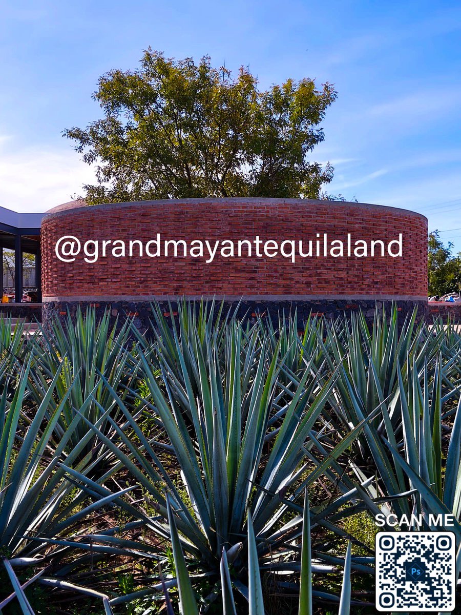 Grand Mayan Tequila tweet media