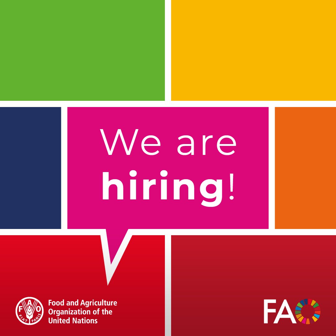 EvancoHR's tweet image. Hiring @FAOUganda 

Passionate about 👇
✅Forests, 
✅Climate financing, &amp;amp; 
✅Sustainable agriculture? 

We’re hiring an experienced Ugandan 🇺🇬 national to support the REDD+ project. 

📌 Kampala, Uganda
🗓 Deadline: 03 March, 2026

Apply 👉 bit.ly/3ZAkm7n