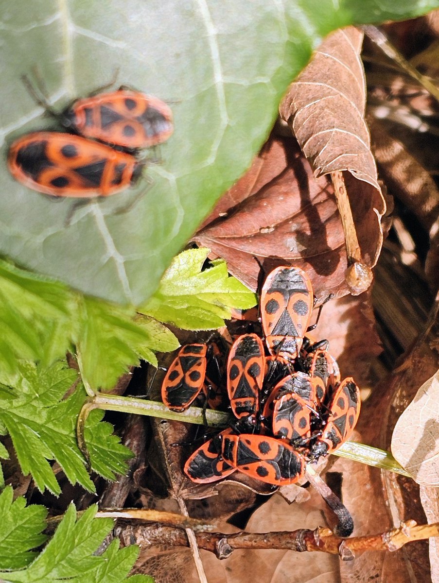 Rose Stephens🕷🐝🕸🐒🦇🐻🦊 tweet media