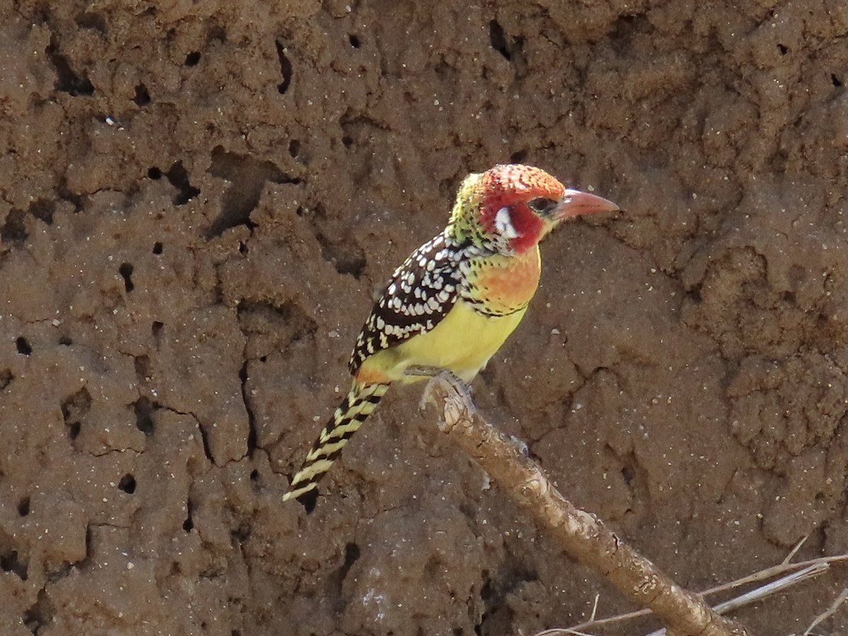 arrivedeh's tweet photo. A red and yellow barbet photographed in the Serengeti, Tanzania. Saw them in many other parks too. Very interesting birds.
#birdphotography #BirdsSeenIn2026 #birdwatching #barbets #Serengeti #lifer https://t.co/62LDVsGmJY