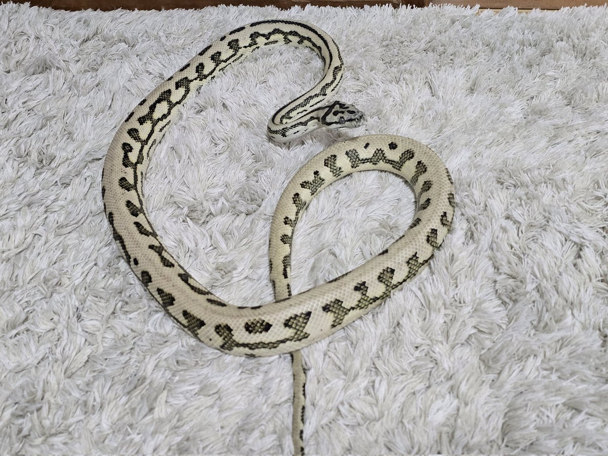 Morelia Lab tweet media