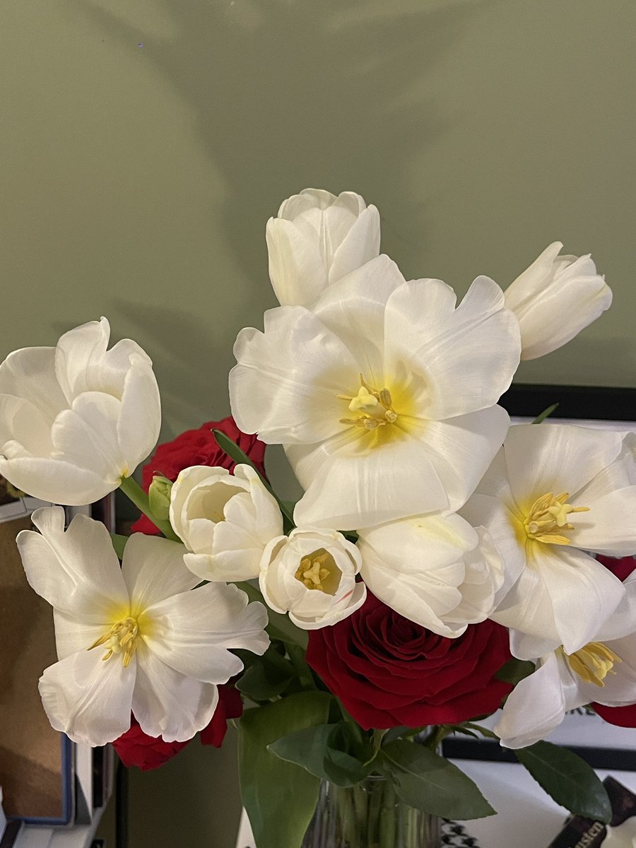 Alguna vez han visto lo hermosos que son los tulipanes abiertos? 😍🤍