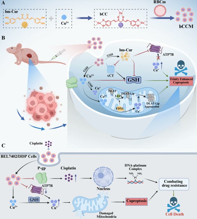 Journal of Experimental & Clinical Cancer Research tweet media