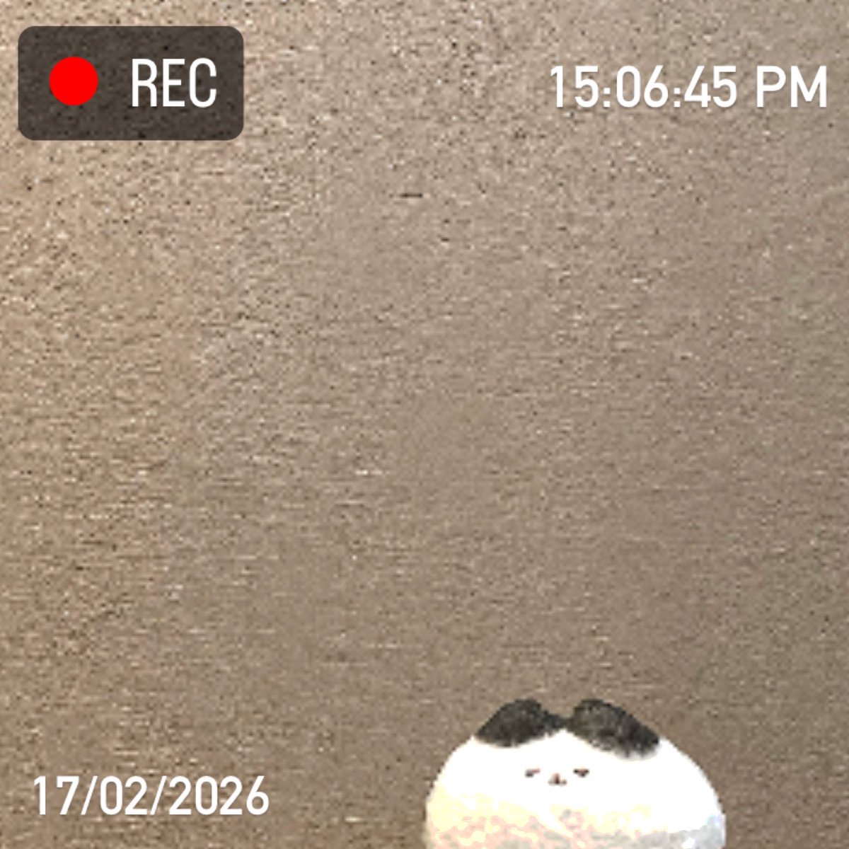 ﾟдﾟ)？ (つд⊂)ｺﾞｼｺﾞｼ (；ﾟдﾟ)？ (つд⊂)ｺﾞｼｺﾞｼ , . (；ﾟ Дﾟ） …ﾊﾁﾜﾚ!?