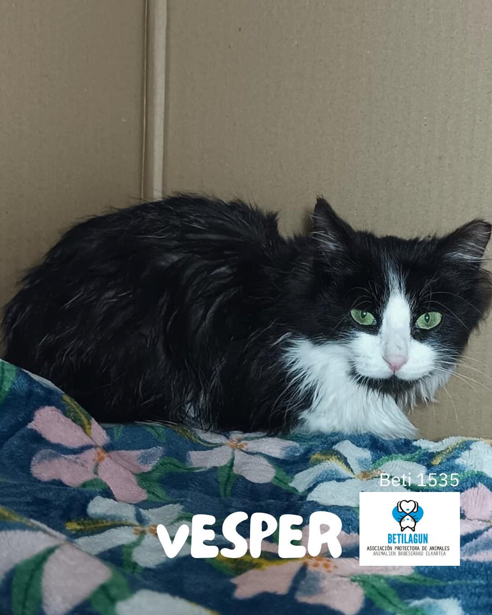 Vesper es un precioso cachorrito de unos 4 o 5 meses que nos llega desde Ariza. Está esterilizado, tiene muy buen carácter y busca un hogar en el que compartir mimos. Si quieres conocerle te contamos todo sobre él en el 689 15 29 18

#asociacionprotectoradeanimalesbetilagun