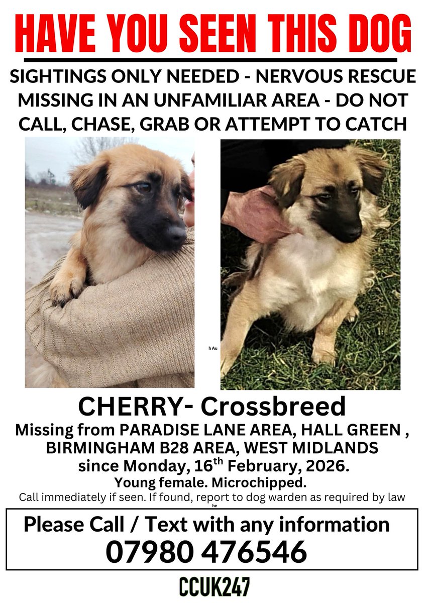 CCUK247's tweet photo. SIGHTINGS ONLY - NERVOUS RESCUE,  RECENTLY REHOMED - DO NOT CALL, CHASE, GRAB OR ATTEMPT TO CATCH 
#CHERRY IS #MISSING FROM #PARADISELANE AREA , #HALLGREEN, #BIRMINGHAM B28 AREA, WEST MIDLANDS,  SINCE MONDAY, 17th FEBRUARY, 2026
https://t.co/xI42jZnnv8 https://t.co/UcvpKMwEN1