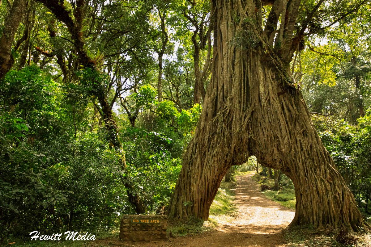 WanderLust1280's tweet image. It may not be as big as some of the other parks in Tanzania, but check out my Arusha National Park Safari Guide to learn about why it is a safari worth taking.  wanderlustphotosblog.com/2018/08/13/aru…

#ArushaNationalPark #SafariAdventure #ExploreArusha #WildlifeSafari #TanzaniaSafari