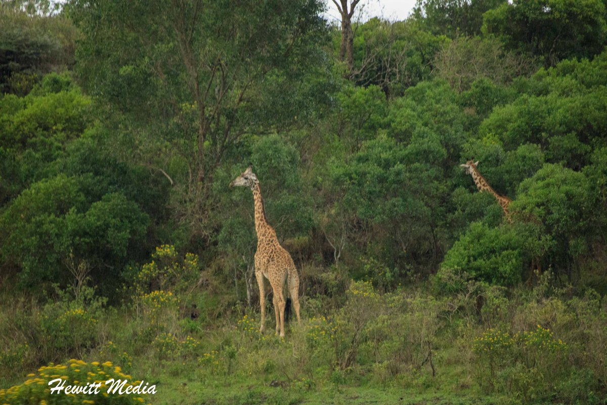WanderLust1280's tweet image. It may not be as big as some of the other parks in Tanzania, but check out my Arusha National Park Safari Guide to learn about why it is a safari worth taking.  wanderlustphotosblog.com/2018/08/13/aru…

#ArushaNationalPark #SafariAdventure #ExploreArusha #WildlifeSafari #TanzaniaSafari