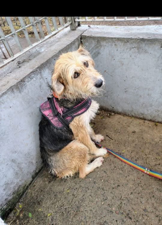 Encontramos esta perrita en el canil de la plaza Medrano en Palermo domingo 15/02. Sin chapita, con pretal,collar y correa rota.Tiene 3 patitas lastimadas.Buscamos ayuda con un tránsito o compartir para encontrar a sus dueños. Gracias! Cyntia 1125411010 No me la puedo quedar🙏🏽🙏🏽