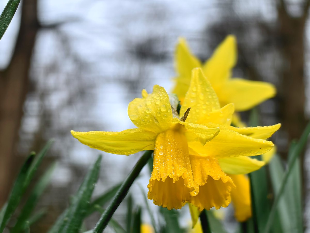 MandhariNadezna's tweet photo. Bute Park, Cardiff, Wales.

@S4Ctywydd
@StormHour
#photohour 

Morning of 17th February 2026 https://t.co/XP8LjThGgB
