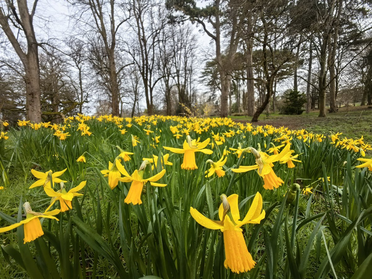 MandhariNadezna's tweet photo. Bute Park, Cardiff, Wales.

@S4Ctywydd
@StormHour
#photohour 

Morning of 17th February 2026 https://t.co/XP8LjThGgB