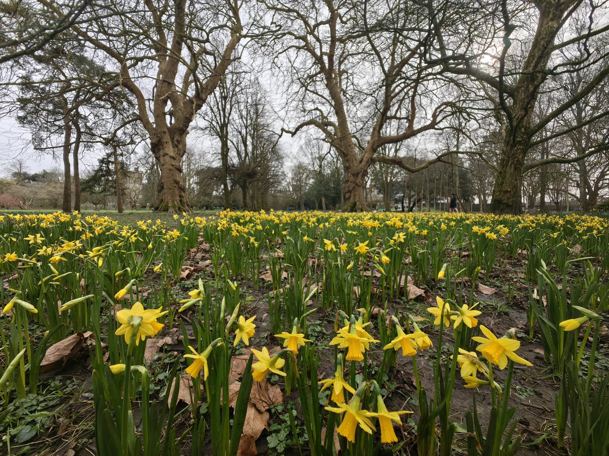 MandhariNadezna's tweet photo. Bute Park, Cardiff, Wales.

@S4Ctywydd
@StormHour
#photohour 

Morning of 17th February 2026 https://t.co/XP8LjThGgB