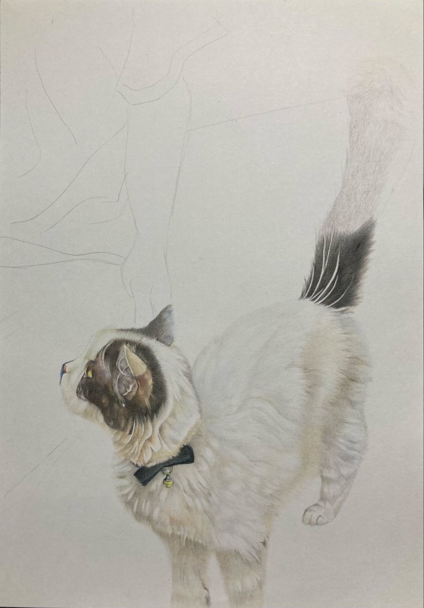 もっと上手くなりたいです。 #色鉛筆画 #猫