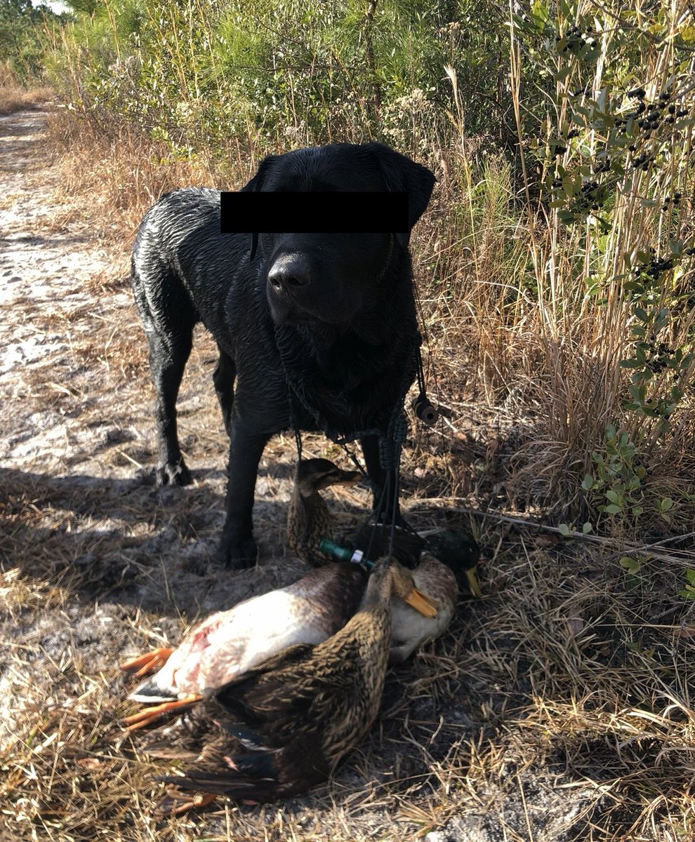 beaverd's tweet image. The bond between a man and his dog is one of the soul

The muslim faith not recognizing this Godly design is proof that the muslims are unaware of natural law, and that their religion is antithetical to nature

A loved dog &amp;gt; 10 trillion foreigners