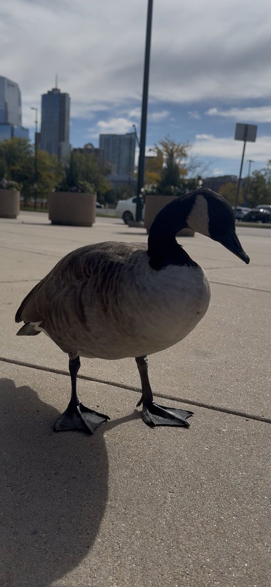 there were geese queued up in denver last september for bmth and miw 😟 

i think about these sweet angel babies everyday actually.. they stayed with us til doors 😭 i hope i see more friendly ones when i return for miw in august LMFAO