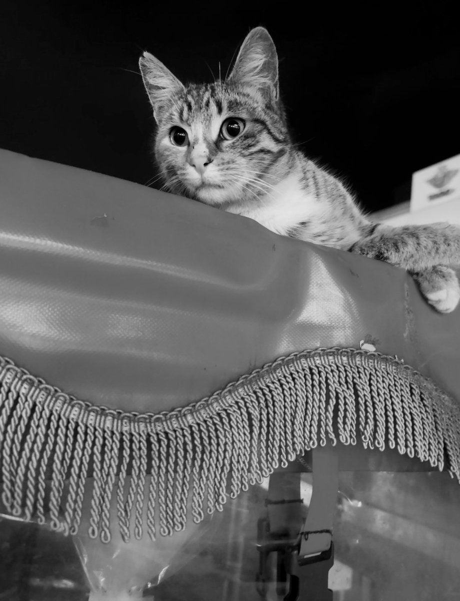 #17Şubat #DünyaKedilerGünü 🌏🤍🌏🐈🐈‍⬛🐾canlarım gününüz kutlu olsun:)