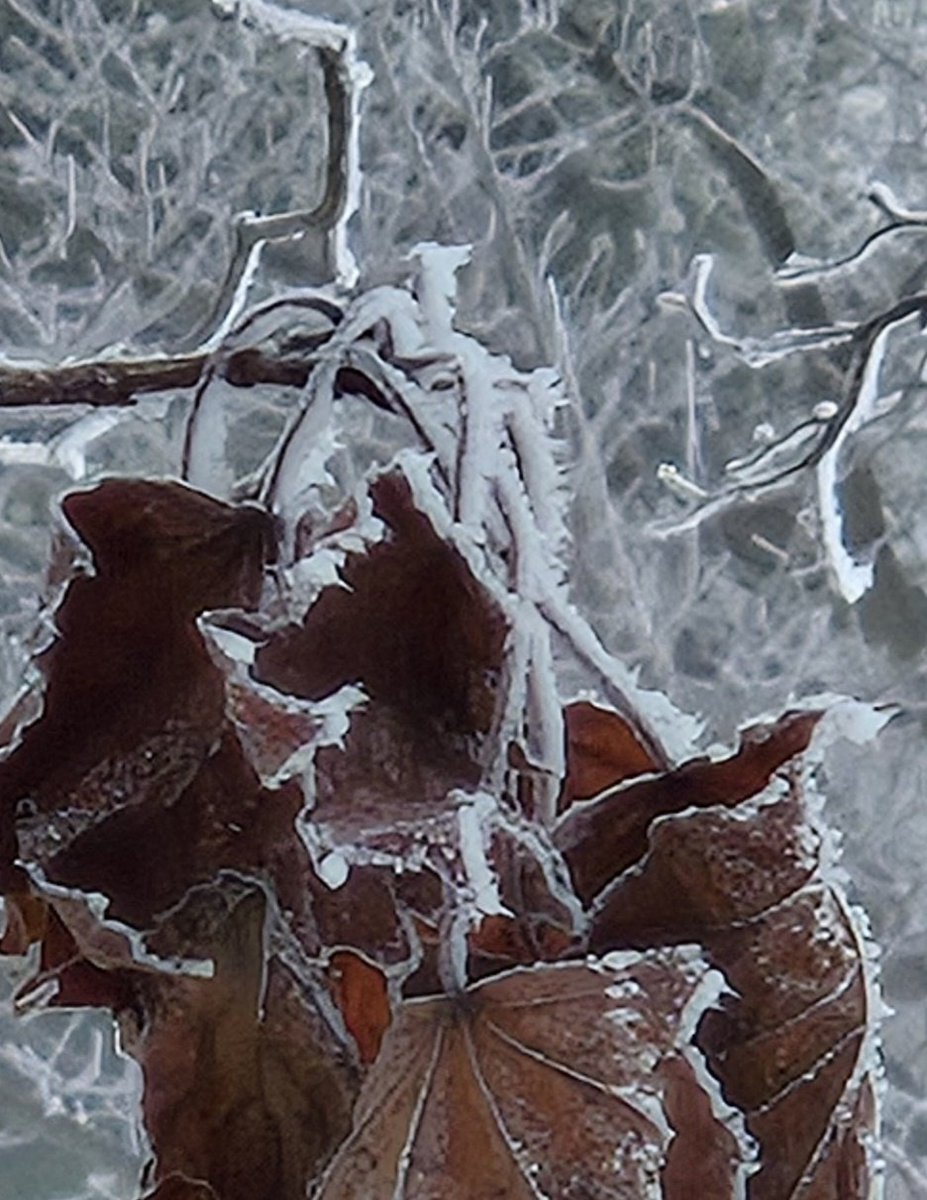 Fog and hoar frost in Lion's Head #NorthernBrucePeninsula