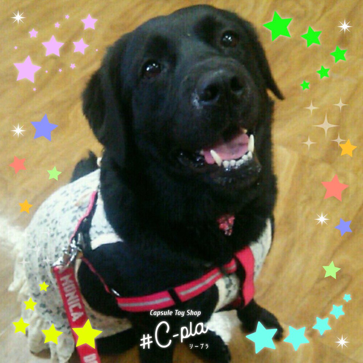 aikarinchan8's tweet photo. @toshinhokkaido 素敵な企画ぜひ参加させてください🐶
＃シープラわんにゃん企画 https://t.co/eowjDpHGyZ