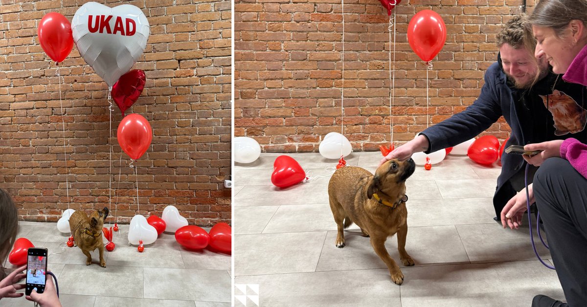 UKAD_Group's tweet photo. We’re lucky to have a pet-friendly office! And honestly, a quick dog break can do wonders in the middle of a busy workday. A few minutes to smile, reset, and connect… and suddenly that complex task feels a little more manageable. 😀🐶 https://t.co/E2I7Gk6TqV