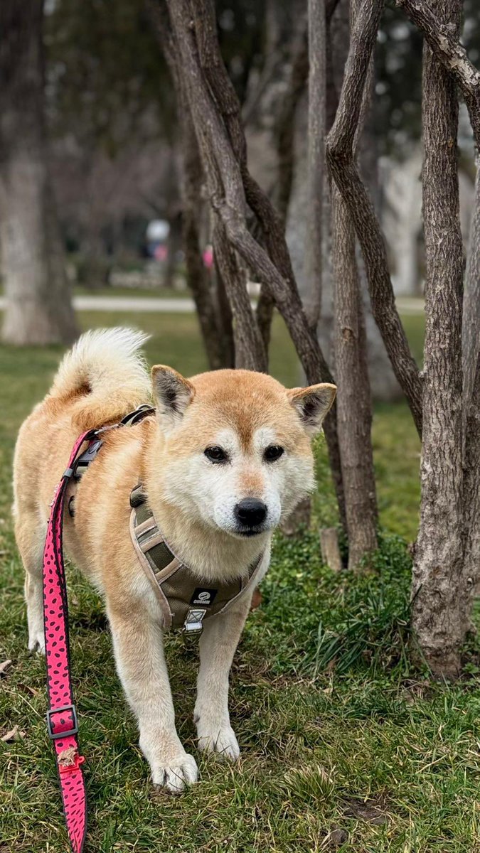 hellfire jr tweet media