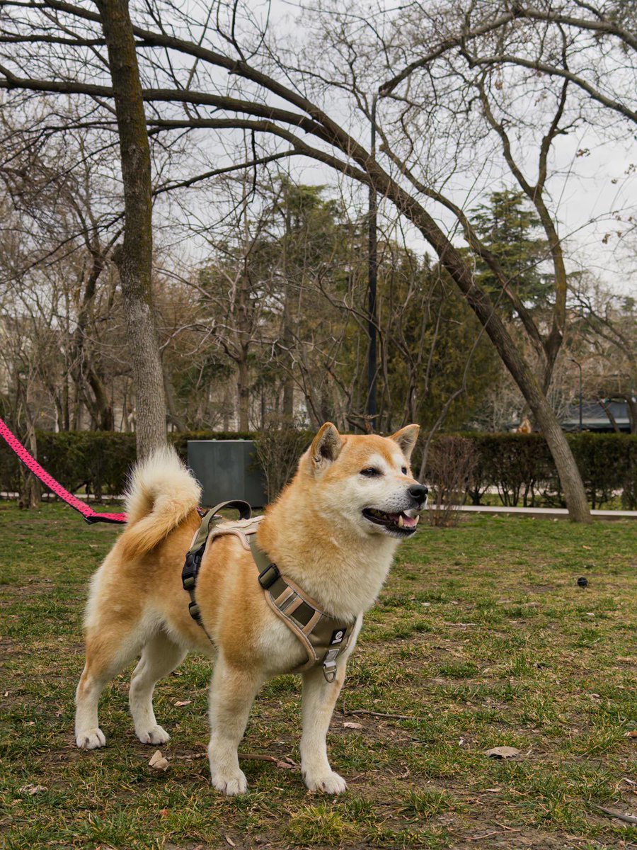 hellfire jr tweet media