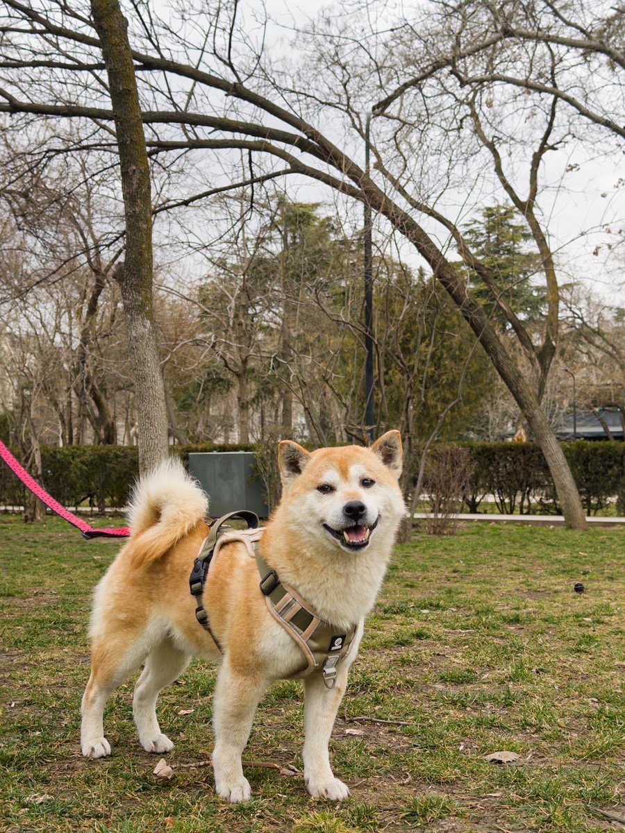 hellfire jr tweet media