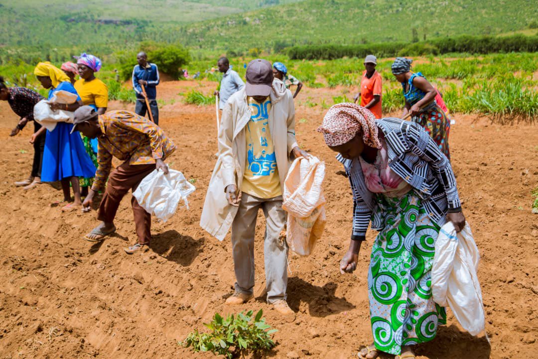 KayonzaDistrict's tweet photo. Kuri uyu wa kabiri, Umuyobozi w’Akarere, Hategekimana Fred ari kumwe na Visi Meya Higiro Jules n’uhagarariye RAB Sitasiyo ya Ngoma n’abakozi b’umushinga #KIIWP, bifatanyije n’abahinzi bo mu Murenge wa Ndego, Akagari ka Kiyovu mu gutangiza igihembwe cy’ihinga 2026 B.
1/3 https://t.co/htKcdXYeKx