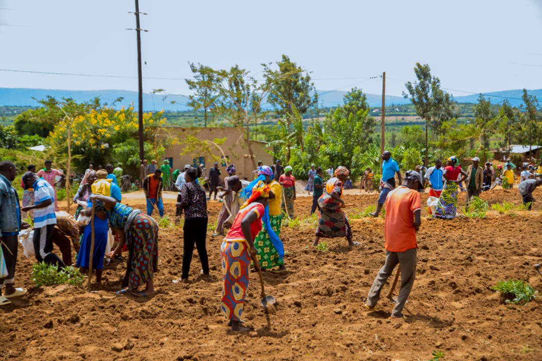 KayonzaDistrict's tweet photo. Kuri uyu wa kabiri, Umuyobozi w’Akarere, Hategekimana Fred ari kumwe na Visi Meya Higiro Jules n’uhagarariye RAB Sitasiyo ya Ngoma n’abakozi b’umushinga #KIIWP, bifatanyije n’abahinzi bo mu Murenge wa Ndego, Akagari ka Kiyovu mu gutangiza igihembwe cy’ihinga 2026 B.
1/3 https://t.co/htKcdXYeKx