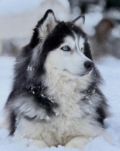 clara bow darrow tweet media