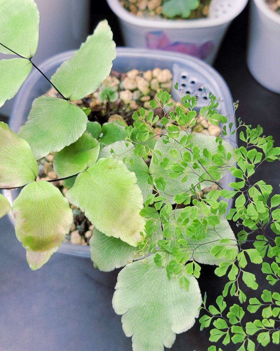 ✩macrophyllum vs. ⋆microphyllum