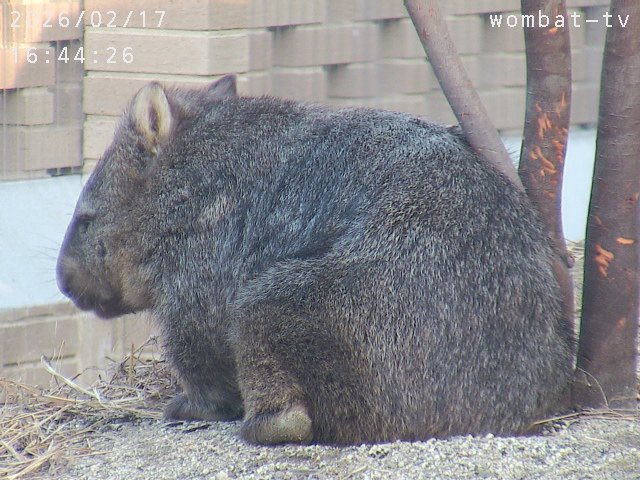 かわいいかかと〜。
#ウォンバット　#五月山動物園