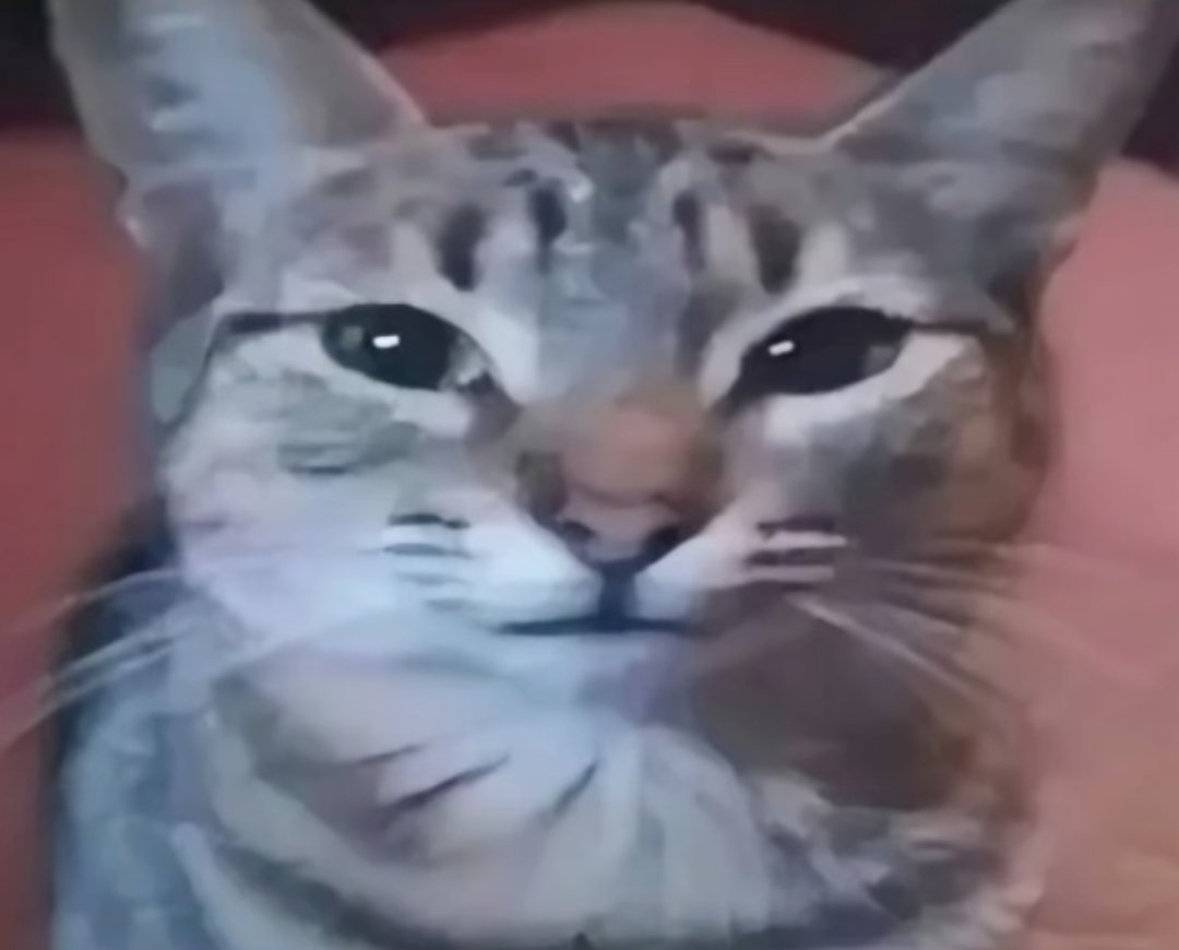 cuando alguien trata de hablar conmigo pero mis habilidades sociales son un asco y solo me le quedo viendo asi