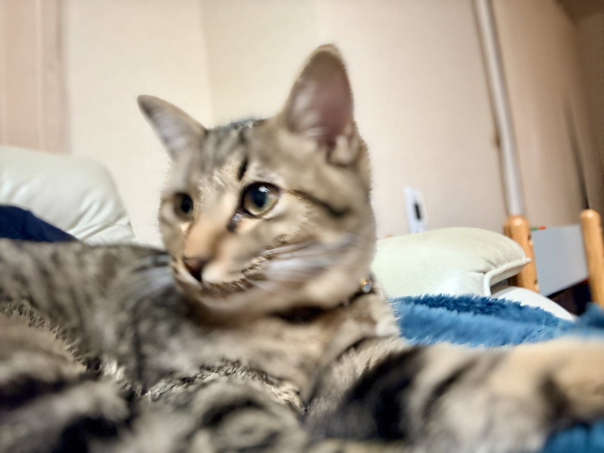 2月17日(火)
お疲れ様でした♪
ニーナ眠そう

#猫のいる暮らし #cat #保護猫 #家猫 #家猫修行中