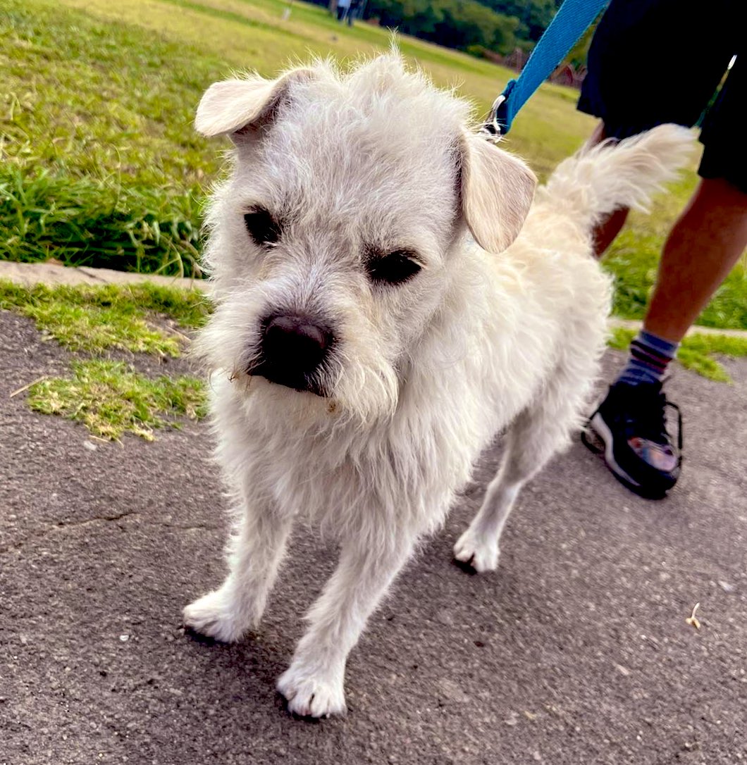 Se llama “chihuahuin” tiene 4 años. Muy cariñoso.  
BUSCA HOGAR/FAMILIA Contactar a Leandro  1156910356
MUCHÍSIMAS GRACIAS !