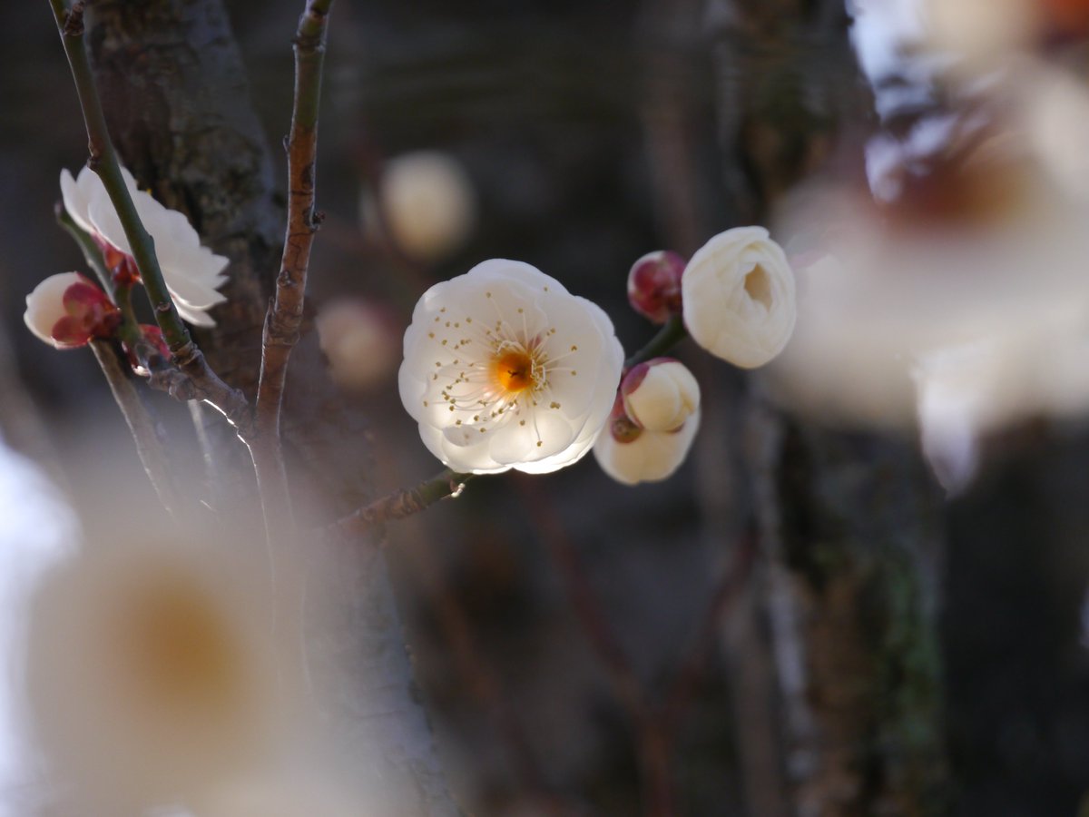 𝗌𝖺𝗄𝗎 tweet media