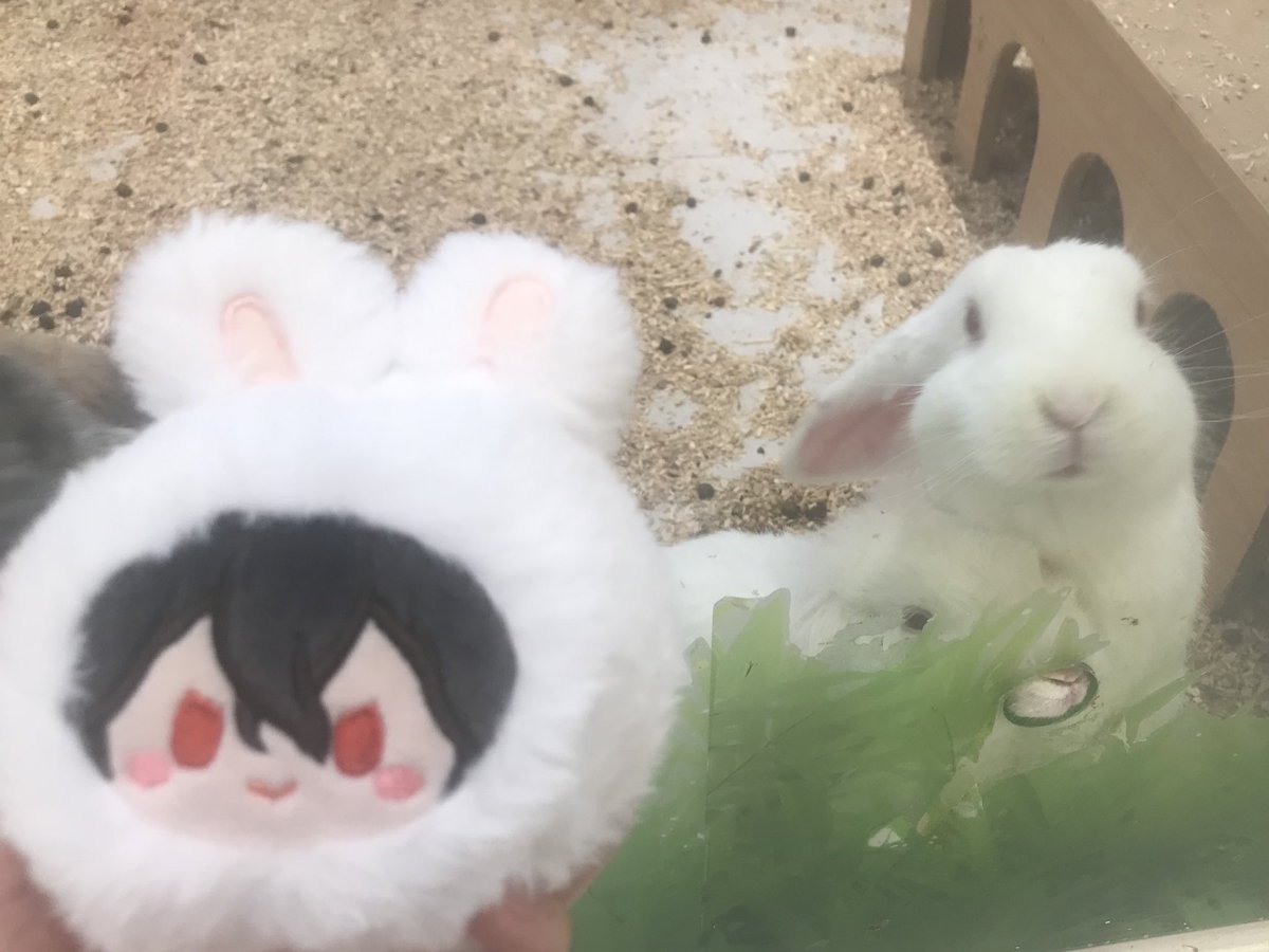 yangddong tweet media