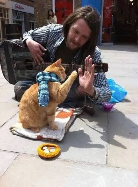 Seyri_Galata's tweet image. #Bob  Bir Sokak Kedisi sarman 14 yaşında hayata veda etti.2007 yılında uyuşturucu bağımlılığından kurtulmaya çabalayan James Bowen bir gün yaralı halde karşılaştığı bu terkedilmiş kediyi dost edindi.Kitabı olan sinemaya da uyarlanan beni ağlatan Bob.Seninde günün kutlu olsun 😔❤️