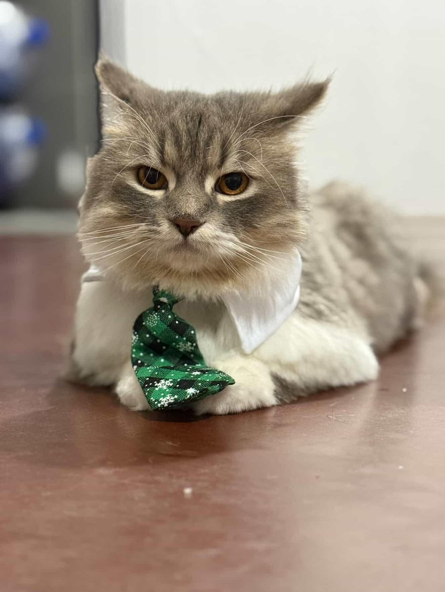 Gray And Siblings tweet media