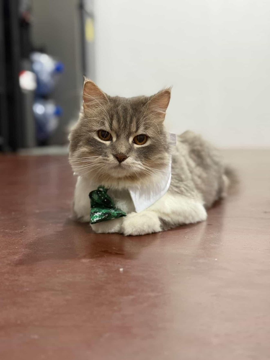 Gray And Siblings tweet media