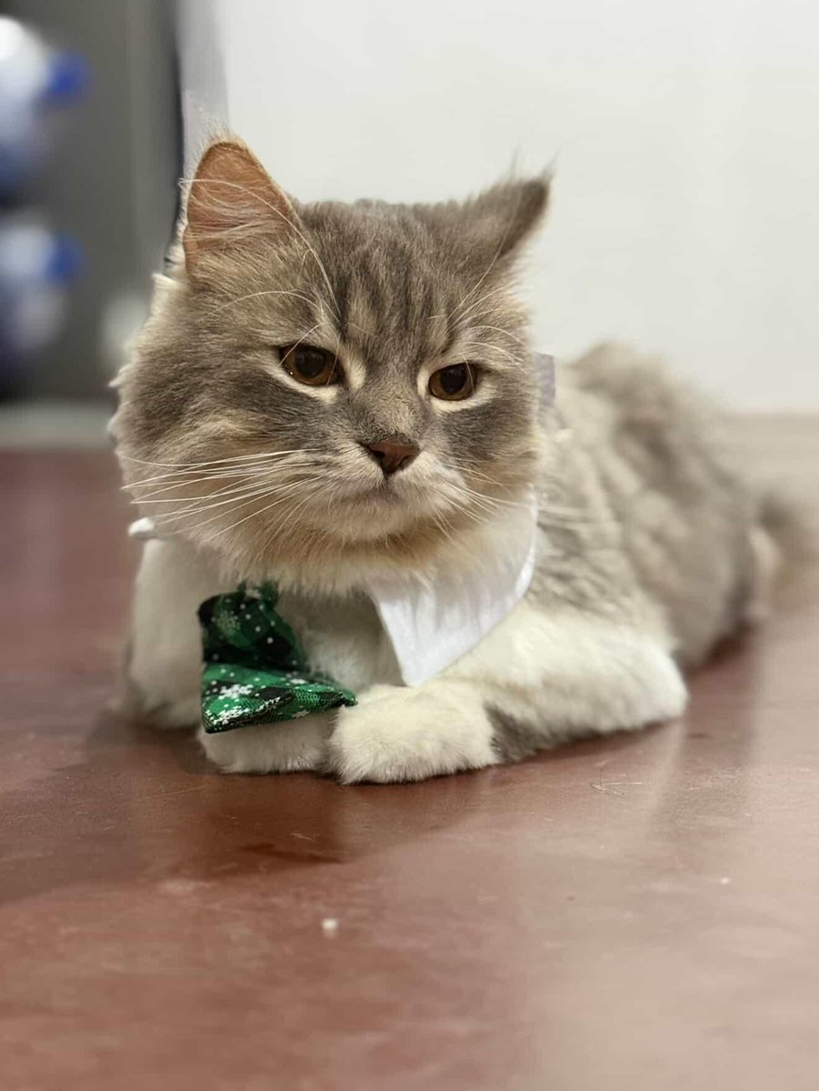 Gray And Siblings tweet media