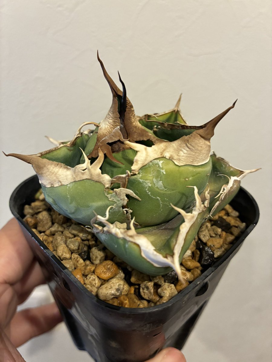 純血にして熱血のアガベラバー ハイドロ・ベアルートメリクロン・オンザゼオライト tweet media