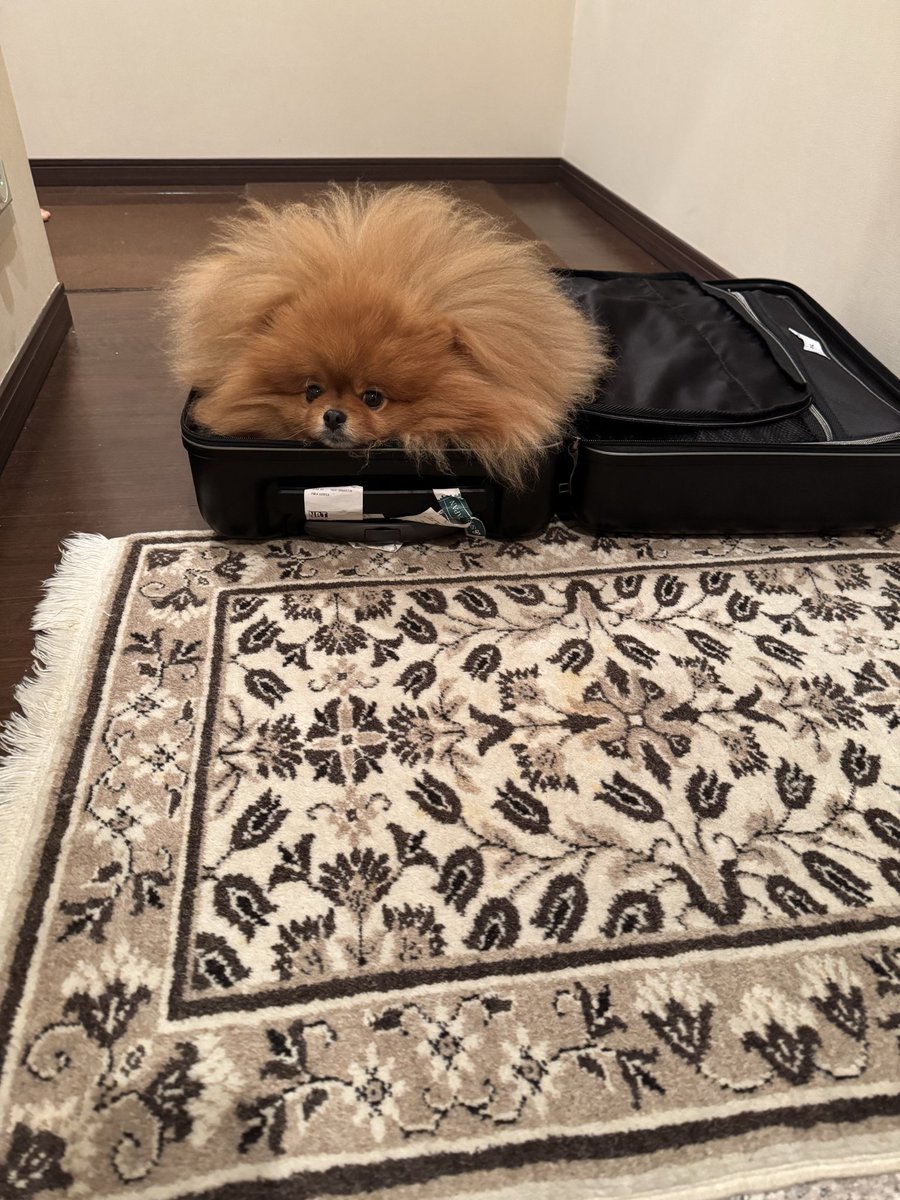 ポメラニアン tweet media