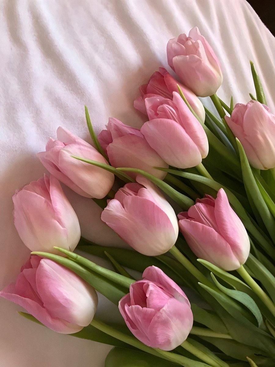 gardenofcolours's tweet image. lilies or tulips ?