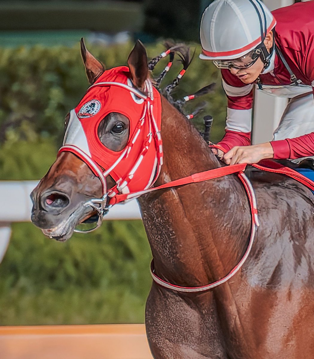 The owner of Japanese racehorse Forever Young says he "will be in Umamusume soon"

"I can't say the exact details, but it's a huge thing for me personally that Forever Young can contribute to Umamusume"
