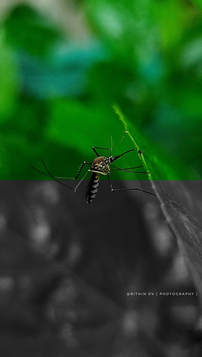 RITHIN KV | Photography 📸 tweet media