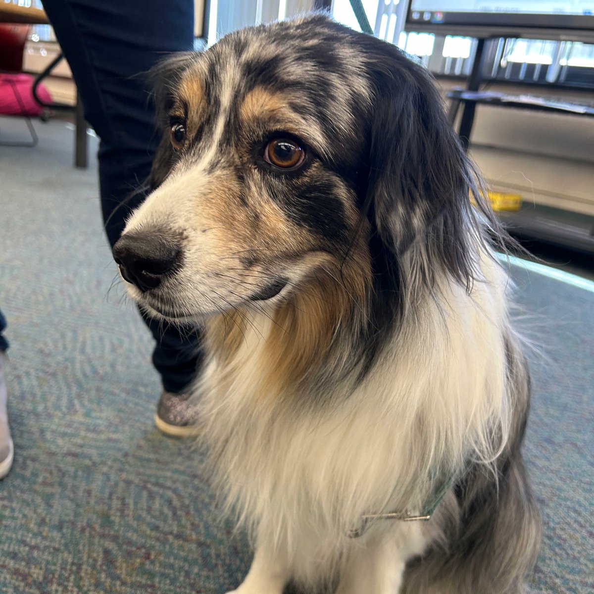 LUFSD_Libraries's tweet image. Ash the therapy dog is making rounds throughout the High School to provide comfort and spread joy to students and staff as they go about their school day. @LindenhurstUFSD #LUFSD